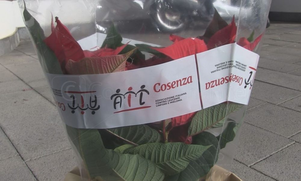 ail-cosenza-stella-di-natale