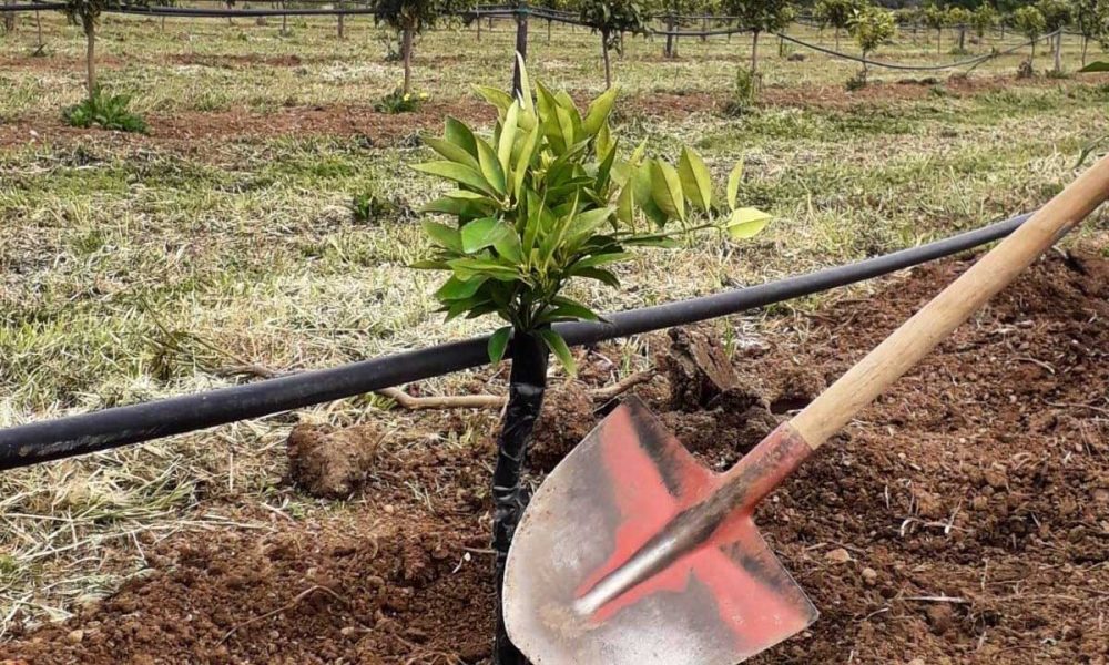 azienda-agricola-doria