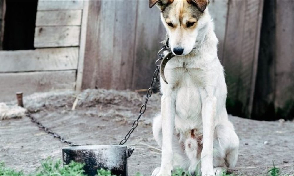 cane-catena-petizione