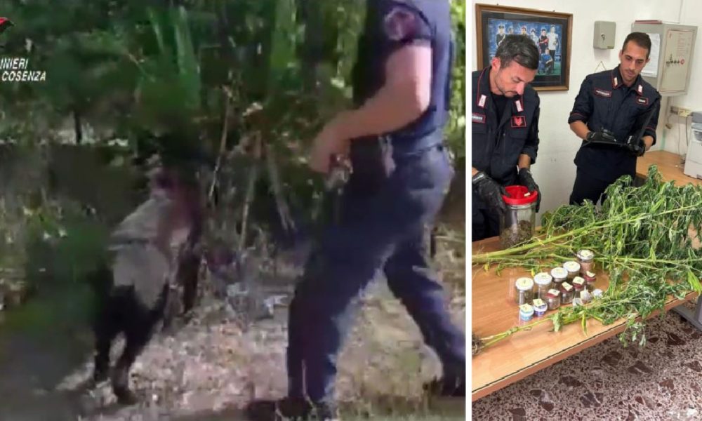 cane-collins-sequestro-erba