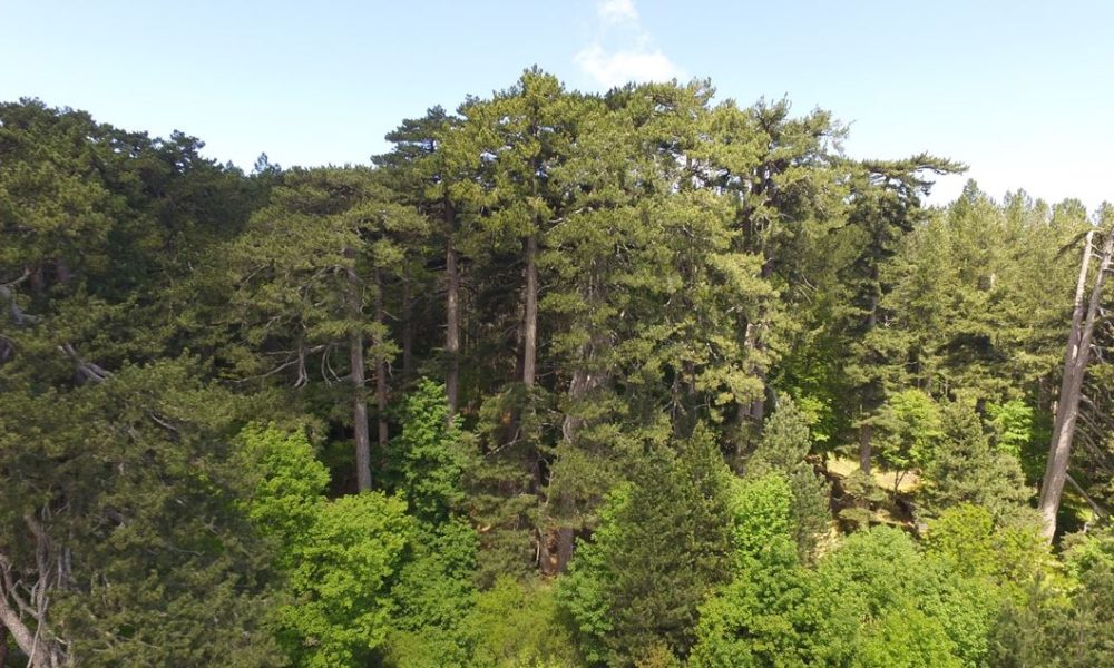 i-giganti-della-sila-cop