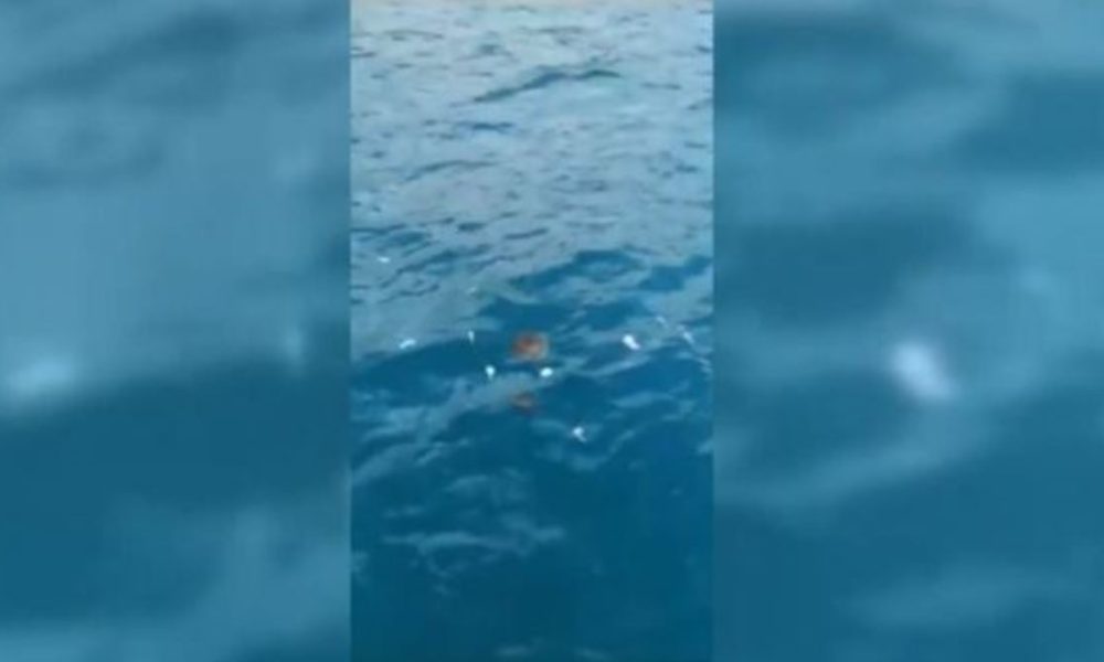 pesci-san-nicola-arcella