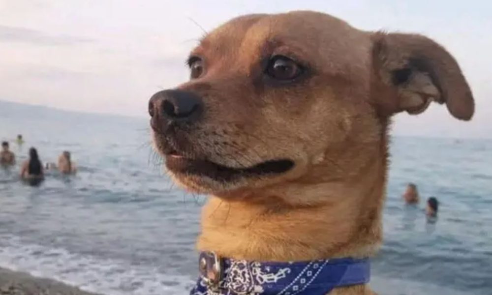 pincher ucciso corigliano