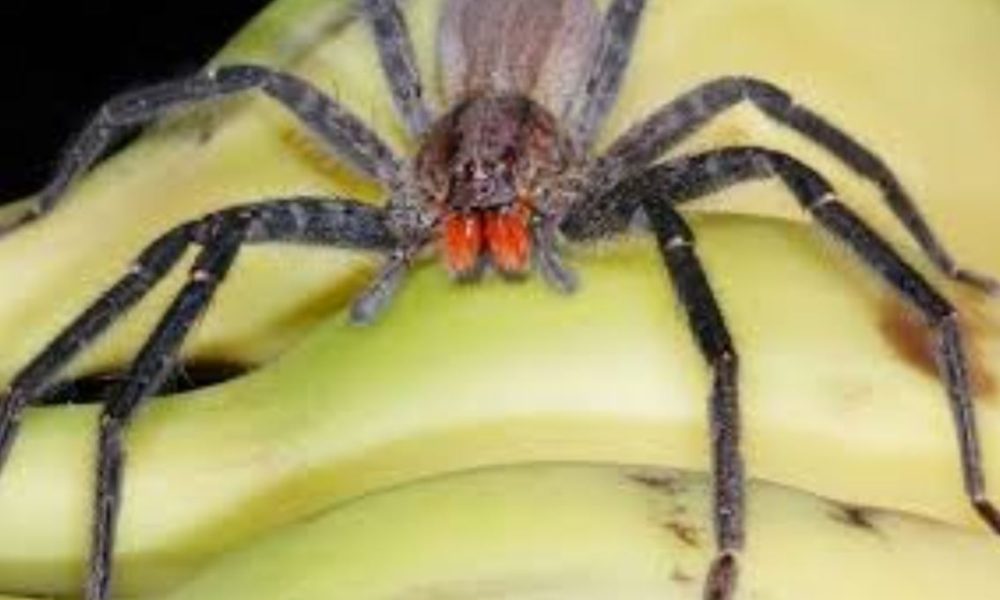 ragno-banane