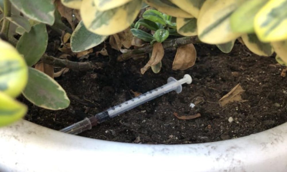 siringa-nelle-piante