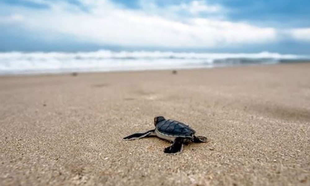 tartaruga-marina
